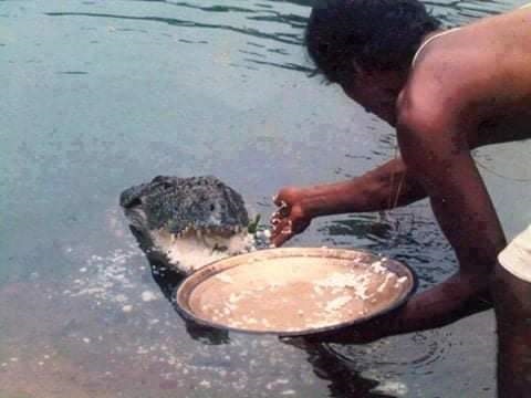 В индийском храме живет крокодил-вегетарианец (ФОТО)