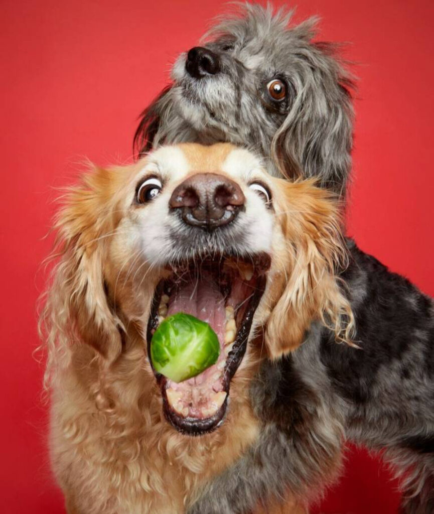 Сеть насмешили собаки, которые в восторге от брюссельской капусты