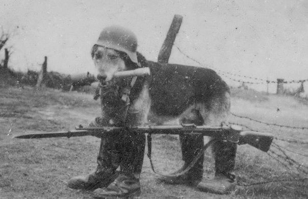 Немецкая боевая овчарка Вермахта в полном обмундировании, 1939 г. ФОТО