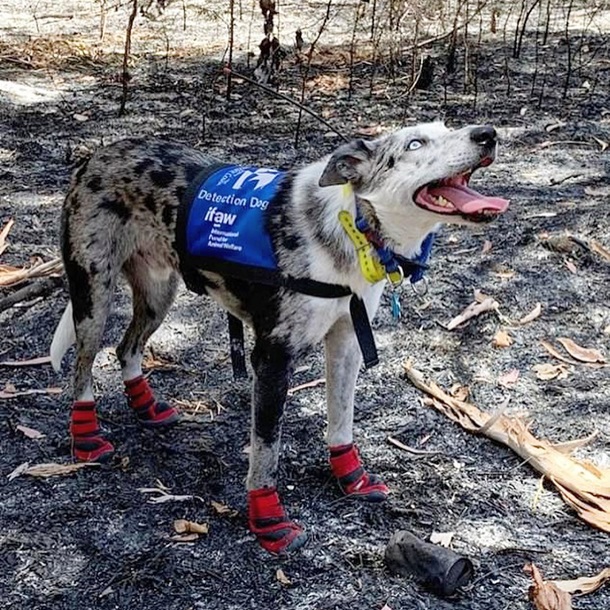 Брошенный пес получил награду за спасение коал (ВИДЕО)
