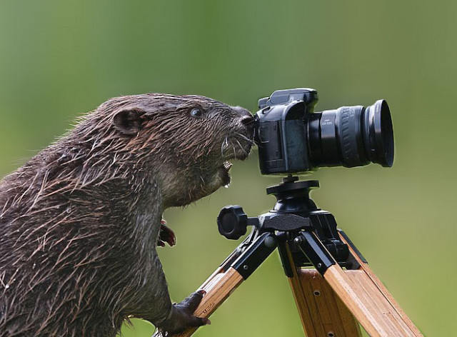 Животные, которые открыли в себе страсть к фотосъёмке (ФОТО)
