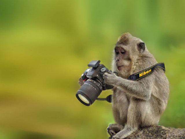 Животные, которые открыли в себе страсть к фотосъёмке (ФОТО)