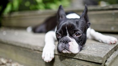 1481395289 boston terrier dog