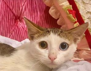 Бездомный котенок выжил в клетке с хищниками и попал в руки принцессы (ВИДЕО)