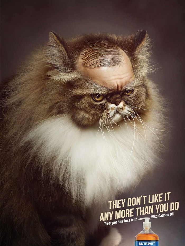 Самые веселые примеры «кошачьей» рекламы