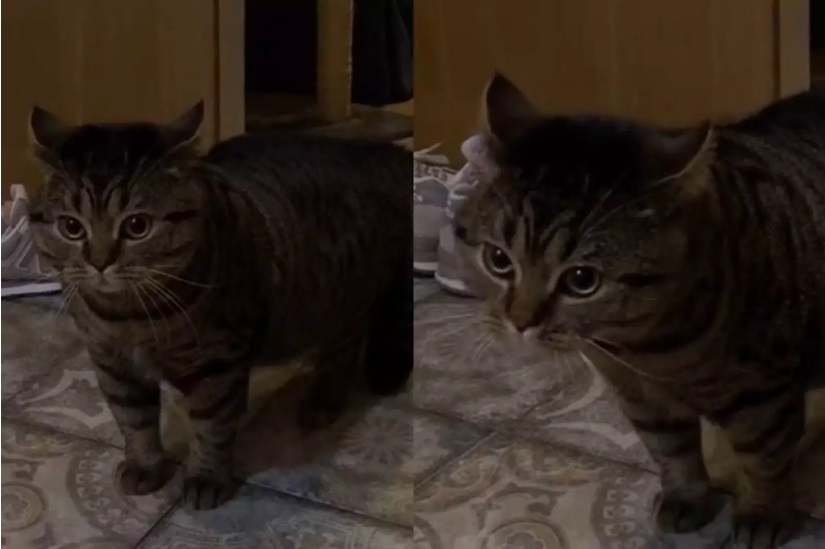 Девушка привела парня домой и получила «нагоняй» от кота (ФОТО, ВИДЕО)