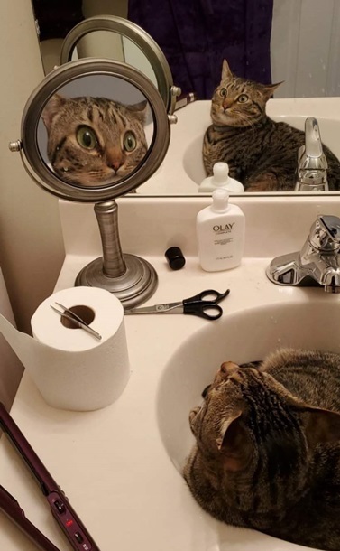 "Свет мой, зеркальце": удивленный кот стал новой звездой Сети