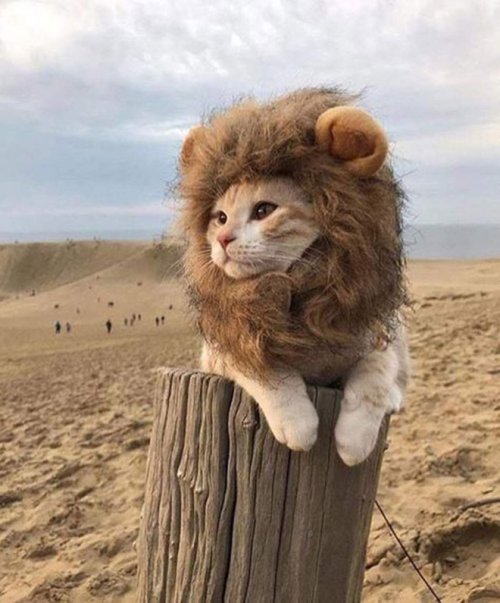 Забавные коты, похожие на львов