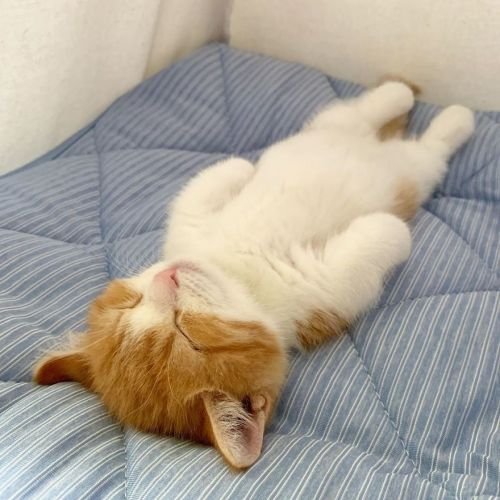 Красавчик года: котенок из Японии спит, как человек - фото 442078