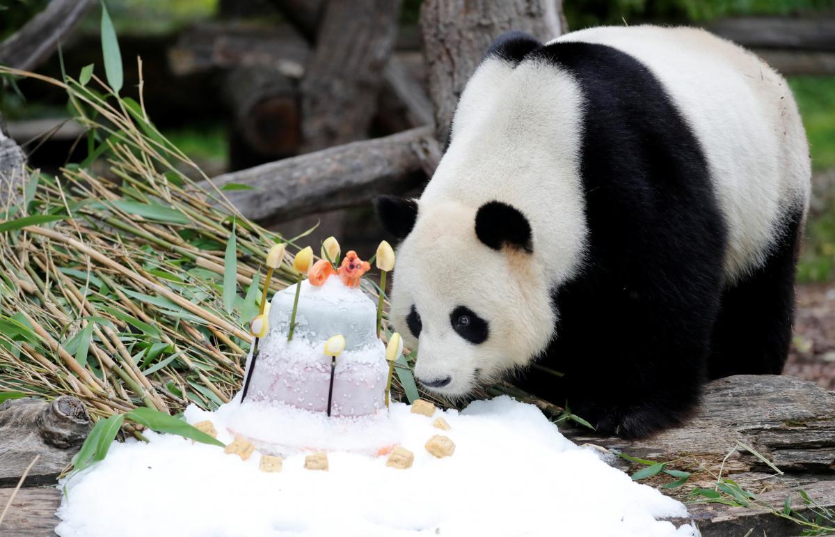Милее некуда: панда получила на день рождения торт