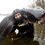 Рыбак из Днепра поймал сома весом 50 килограммов (ФОТО)