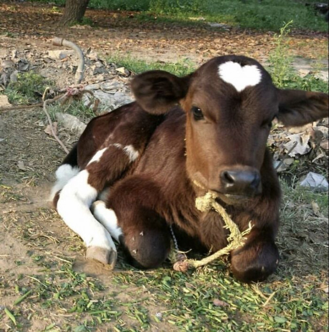 Коровы тоже могут быть очаровательными  (ФОТО)