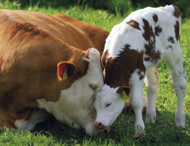 Коровы тоже могут быть очаровательными  (ФОТО)