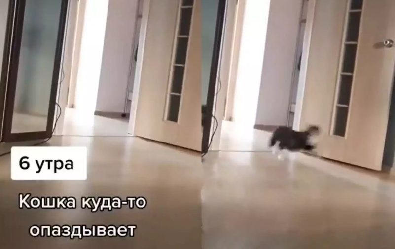 «Опаздывала на работу и потеряла ключи»: Кошка металась из комнаты в комнату (ФОТО, ВИДЕО)