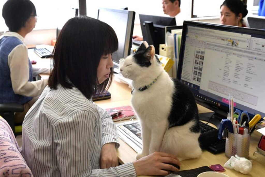 В Японии компания наняла бездомных котов, чтобы повысить производительность