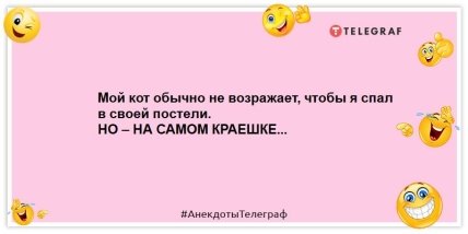 Первая кошачья заповедь: если тебя погладили по левой щеке — подставь правую: смешные анекдоты о домашних питомцах 