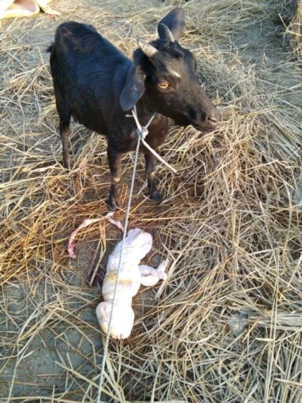 В Индии коза родила странного детеныша