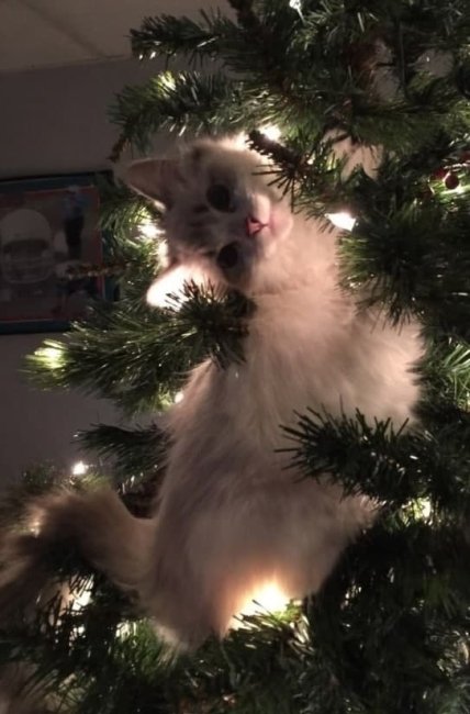 Инспектор Хвост проверку елки начал: смешные мемы и видео о котиках перед Новым Годом (ФОТО)