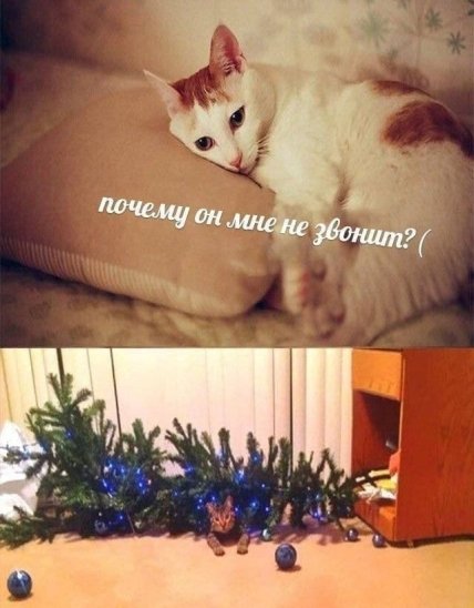 Думаем, кота можно понять — ведь там же елка!