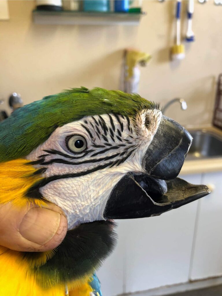 Попугаю ара заменили сломанный клюв на металлический