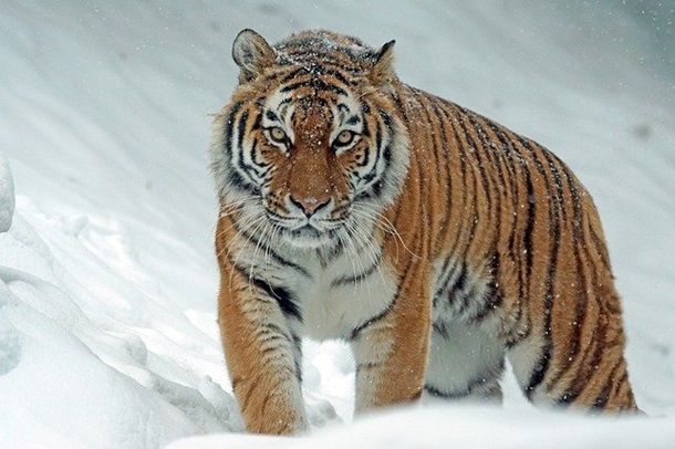 Гороскоп на 2022 год: что принесет Тигр знакам зодиака