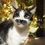 Кошка с усами Фредди Меркьюри прославилась в сети (ФОТО)