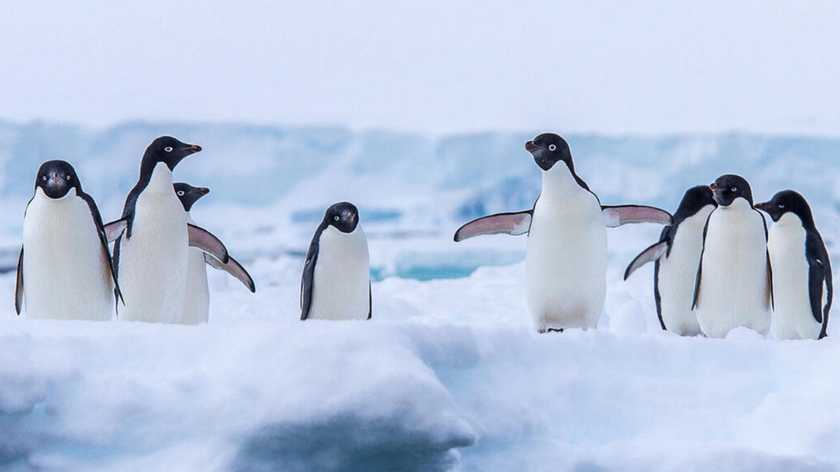 pingviny