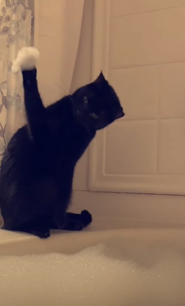 Кошка впервые потрогала мыльную пену и очень удивилась - реакция пушистой просто бесподобна (ВИДЕО)