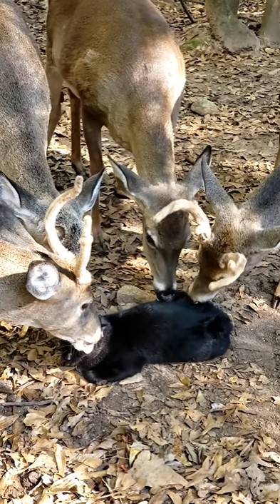 Семья оленей подружилась с котом и устроила ему сеанс массажа - только взгляните на этих друзей (ФОТО)