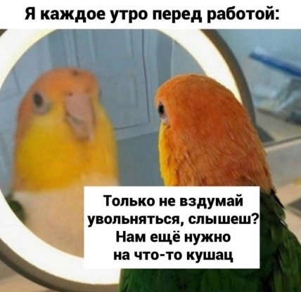 Мотивирующий попугай