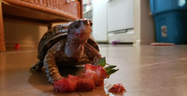Фотографии, глядя на которые, понимаешь, что черепахи — это забавные и очаровательные существа  