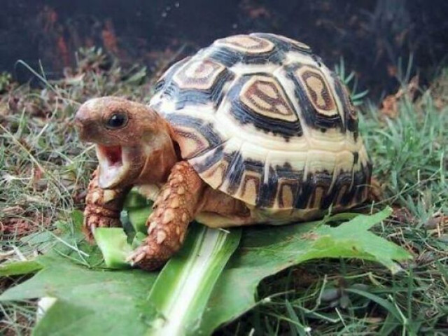 Фотографии, глядя на которые, понимаешь, что черепахи — это забавные и очаровательные существа  