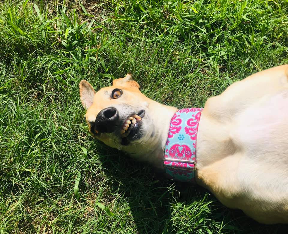 Новый флешмоб: пользователи Сети делятся самыми нелепыми снимками своих собак