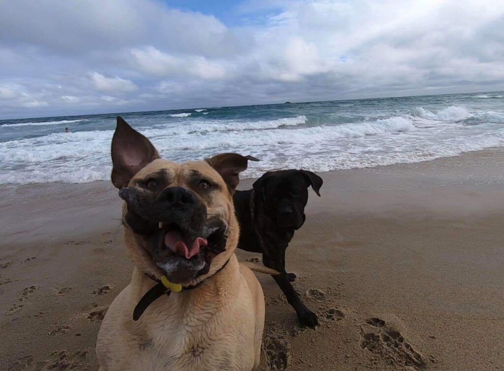Новый флешмоб: пользователи Сети делятся самыми нелепыми снимками своих собак