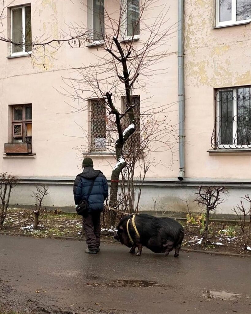 Забыли намордник: в Киеве огромную свинью выгуливали на поводке