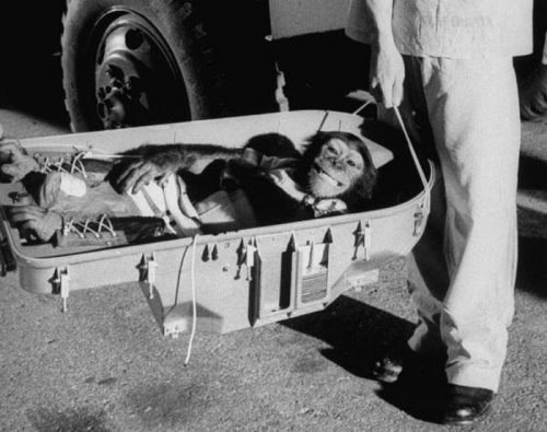Хэм-первый шимпанзе-астронавт, вернувшийся из 16-часового полета, 1961 г. ФОТО