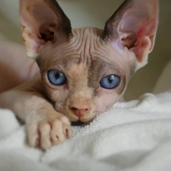 20 фотографий котят сфинксов, которым не нужна шерсть, чтобы покорить ваши сердечки