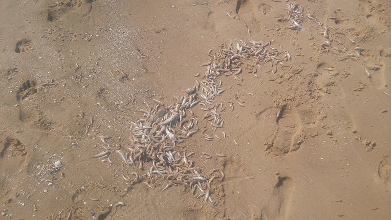 В Николаевской области из-за жары массово гибнет рыба