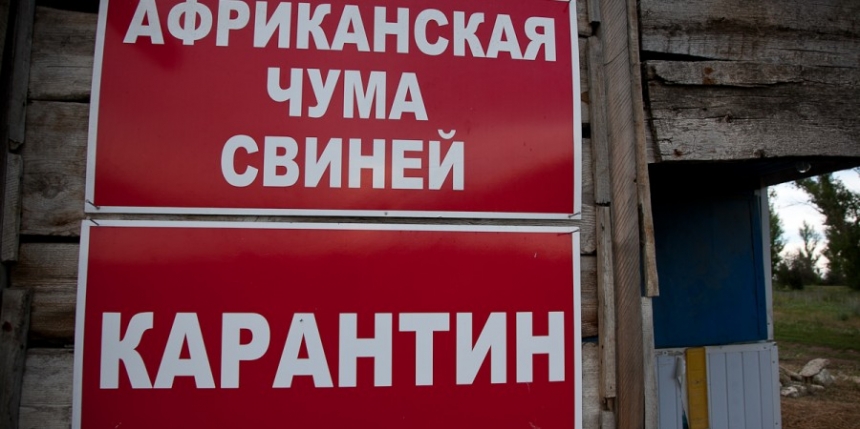 На рынках Николаевщины запрещена торговля свиньями 