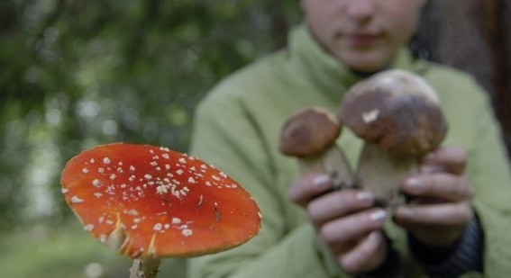 Еще четверо жителей Николаева отравились грибами
