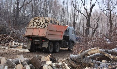 На Николаевщине массово вырубают лесозащитные полосы