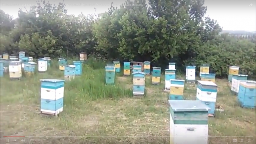 На Николаевщине зафиксирована массовая гибель пчел 